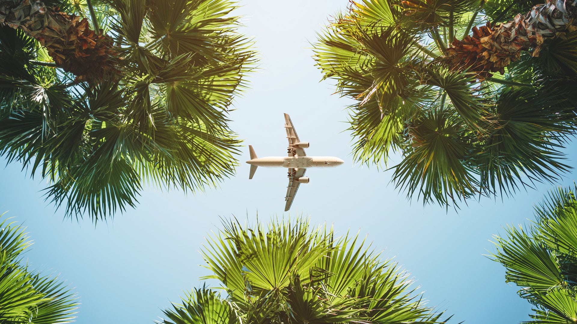 plane and palm trees