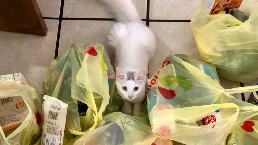 cat with bags of groceries