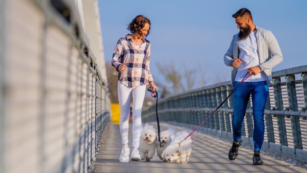 couple walking dogs on bridge