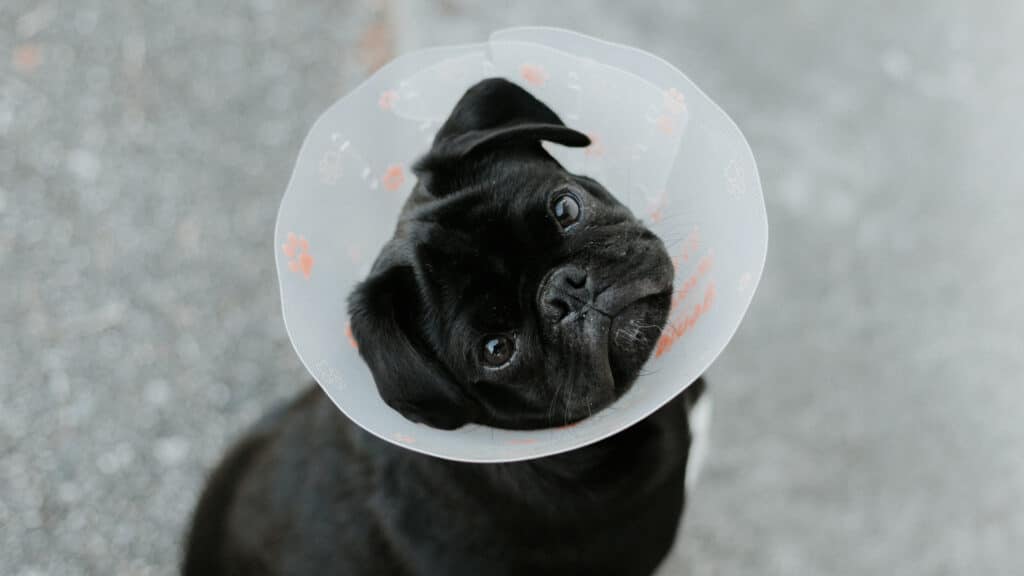cute dog in cone