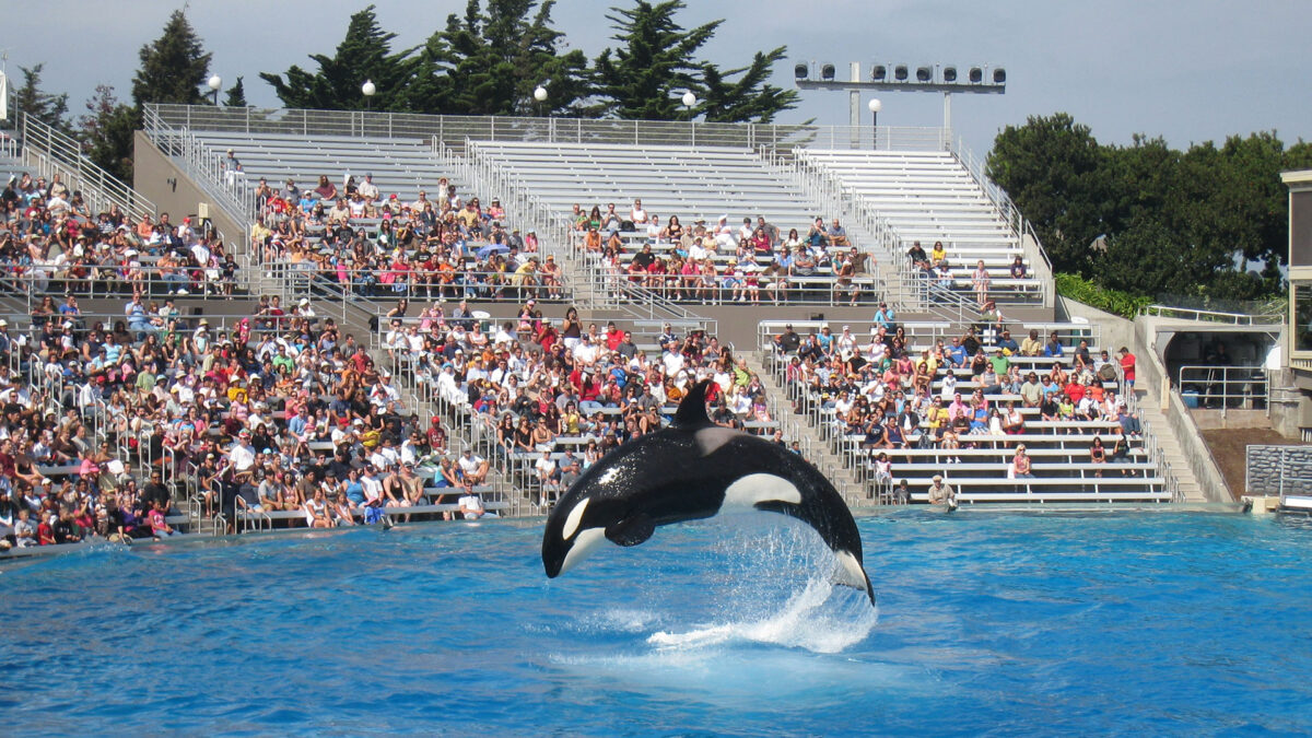 Sea World orcas